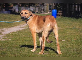 Typisch schon als Welpe im Tierheim ♦️NALA♦️ braucht ein  Zuhause