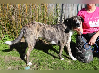 ⚡️Lucia • Emily ⚡️2 von ~ 650 Hunden in der Cantinho da Milu⚡️