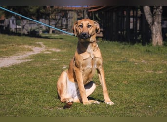 Typisch schon als Welpe im Tierheim ♦️NALA♦️ braucht ein  Zuhause