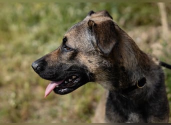 ⚡️Lucia • Emily ⚡️2 von ~ 650 Hunden in der Cantinho da Milu⚡️