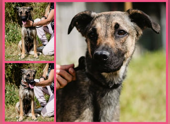 ⚡️Lucia • Emily ⚡️2 von ~ 650 Hunden in der Cantinho da Milu⚡️