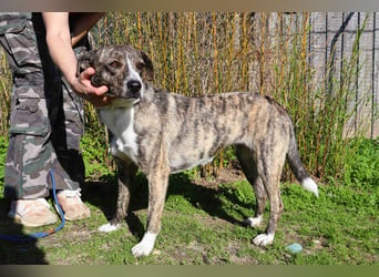 ⚡️Lucia • Emily ⚡️2 von ~ 650 Hunden in der Cantinho da Milu⚡️