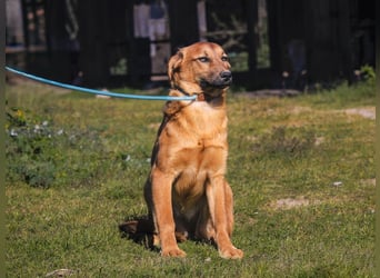 Junghunde ♦️NALA & FELICIA ♦️ 2 von ~650 Hunden in der Cantinho da Milu