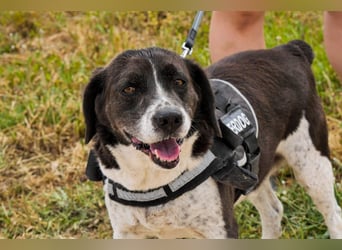 ❗️ROBIN - Freundlich & Kennt das Leben im Haus