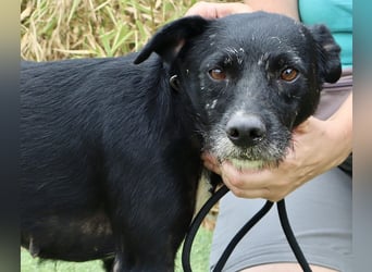 Die sanfte Cherie ❣️ wurde einfach ausgesetzt…