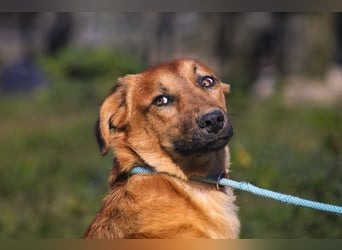 Junghunde ♦️NALA & FELICIA ♦️ 2 von ~650 Hunden in der Cantinho da Milu
