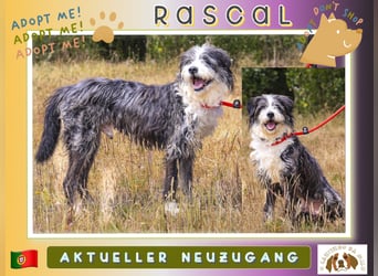 ⚡️NEUZUGANG *RASCAL* - soll ganz schnell ein Zuhause bekommen ⚡️