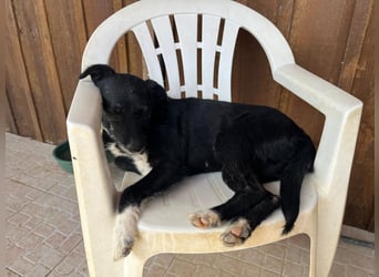 Die sanfte Cherie ❣️ wurde einfach ausgesetzt…