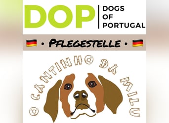 PFLEGESTELLEN ♦️für Hunde im Tierheim Cantinho da Milu ♦️ GESUCHT !!