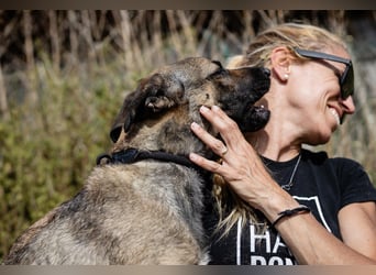 ⚡️Lucia • Emily ⚡️2 von ~ 650 Hunden in der Cantinho da Milu⚡️