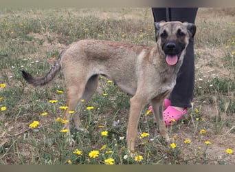 ⚡️Lucia • Emily ⚡️2 von ~ 650 Hunden in der Cantinho da Milu⚡️