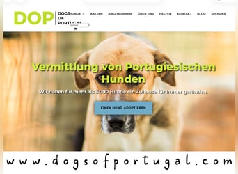 PFLEGESTELLEN ♦️für Hunde im Tierheim Cantinho da Milu ♦️ GESUCHT !!