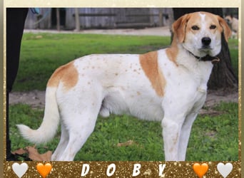 Doby * freundlich & unkompliziert * ~  Kennt das Leben im Haus!