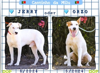 Zuhause gesucht für ⚡️JERRY -+- ORZO ⚡️ - sind in der Cantinho da Milu