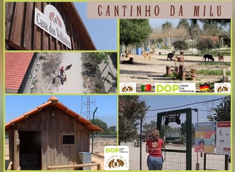 PFLEGESTELLEN ♦️für Hunde im Tierheim Cantinho da Milu ♦️ GESUCHT !!