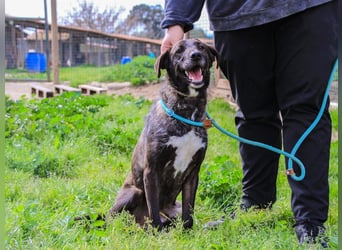 •J•A•Z•Z• | :-) | Ein Schätzchen wartet auf seine Menschen!