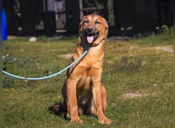 Junghunde ♦️NALA & FELICIA ♦️ 2 von ~650 Hunden in der Cantinho da Milu