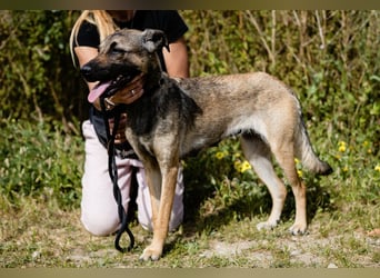 ⚡️Lucia • Emily ⚡️2 von ~ 650 Hunden in der Cantinho da Milu⚡️