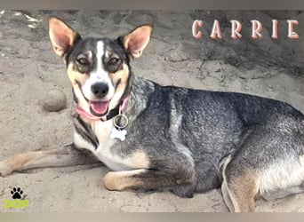 Zuhause gesucht für ❤️ CARRIE
