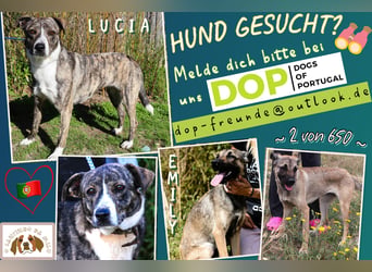 ⚡️Lucia • Emily ⚡️2 von ~ 650 Hunden in der Cantinho da Milu⚡️