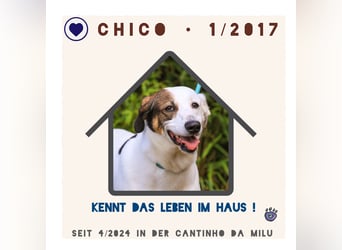 Typisch braver Senior ♦️C H I C O♦️ in der Cantinho da Milu ⏳ 4/2025