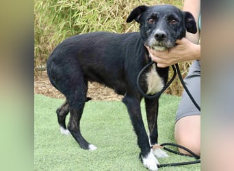 Die sanfte Cherie ❣️ wurde einfach ausgesetzt…