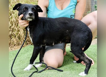 Die sanfte Cherie ❣️ wurde einfach ausgesetzt…