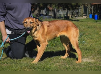 Junghunde ♦️NALA & FELICIA ♦️ 2 von ~650 Hunden in der Cantinho da Milu