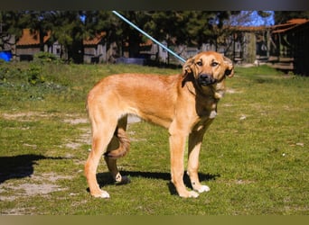 Typisch schon als Welpe im Tierheim ♦️NALA♦️ braucht ein  Zuhause