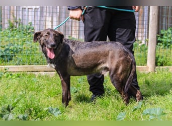 •J•A•Z•Z• | :-) | Ein Schätzchen wartet auf seine Menschen!