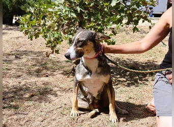 ❤️ Carrie - freundlich und verspielt - noch etwas schüchtern