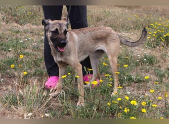 ⚡️Lucia • Emily ⚡️2 von ~ 650 Hunden in der Cantinho da Milu⚡️