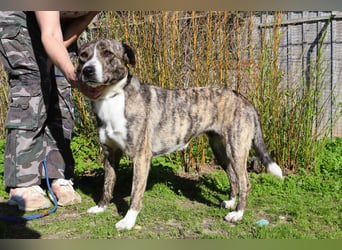 ⚡️Lucia • Emily ⚡️2 von ~ 650 Hunden in der Cantinho da Milu⚡️