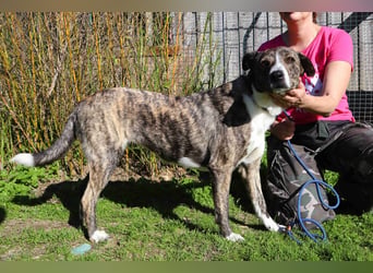 ⚡️Lucia • Emily ⚡️2 von ~ 650 Hunden in der Cantinho da Milu⚡️