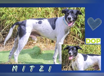 Typisch Anpassungsfähig ♦️MITZIE♦️ in der Cantinho da Milu ⏳ 6/2025