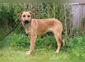 Typisch schon als Welpe im Tierheim ♦️NALA♦️ braucht ein  Zuhause