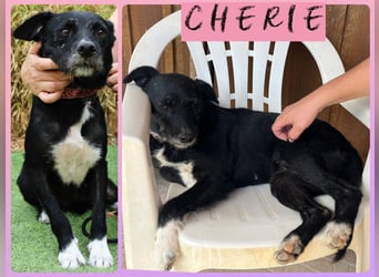 Die sanfte Cherie ❣️ wurde einfach ausgesetzt…