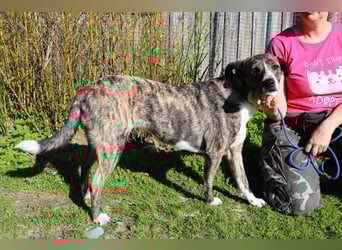 Lucia ❇️ sehr freundlich –>  kennt das Leben im Haus !