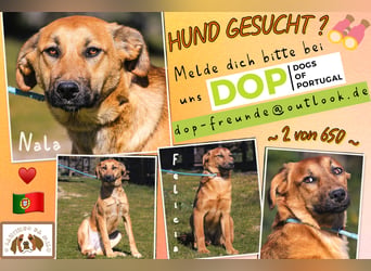 Junghunde ♦️NALA & FELICIA ♦️ 2 von ~650 Hunden in der Cantinho da Milu