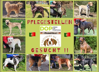 PFLEGESTELLEN ♦️für Hunde im Tierheim Cantinho da Milu ♦️ GESUCHT !!