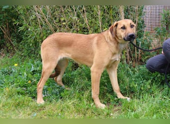 Typisch schon als Welpe im Tierheim ♦️NALA♦️ braucht ein  Zuhause