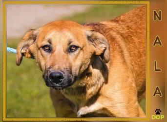 Typisch schon als Welpe im Tierheim ♦️NALA♦️ braucht ein  Zuhause