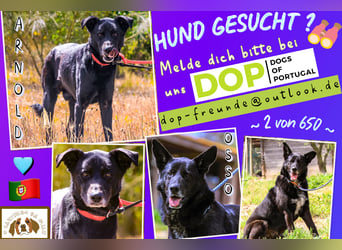 ♦️SENIOREN: ARNOLD + OSSO ⚡️2 von ~ 650 Hunden in der Cantinho da Milu⚡️