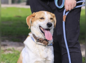 100% - freundlich & unkompliziert *DOBY*  Kennt das Leben im Haus!