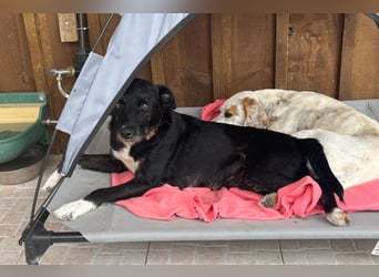 Die sanfte Cherie ❣️ wurde einfach ausgesetzt…