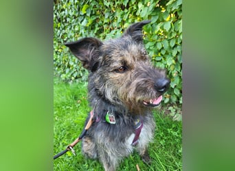 Rumänische Mischlingshündin sucht Zuhause