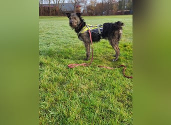 Rumänische Mischlingshündin sucht Zuhause