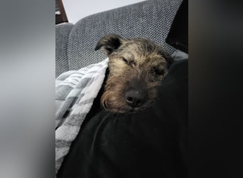 Rumänische Mischlingshündin sucht Zuhause