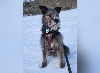 Rumänische Mischlingshündin sucht Zuhause