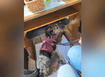 Rumänische Mischlingshündin sucht Zuhause